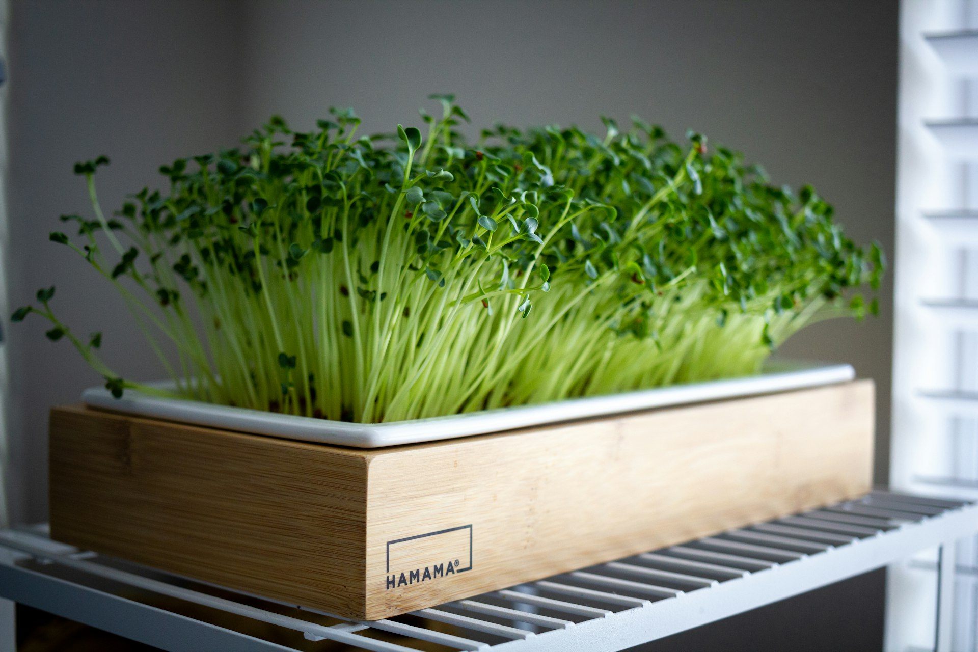 a bunch of green plants in a wooden container