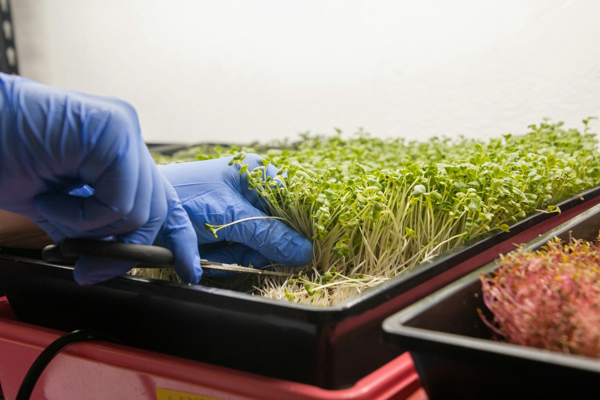 a person in blue gloves and blue gloves cleaning plants